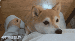 养狗的过程中，这10个瞬间让铲屎官充满成就感-9.gif