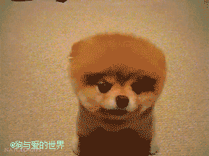 养狗的过程中，这10个瞬间让铲屎官充满成就感-8.gif