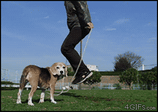 养狗的过程中，这10个瞬间让铲屎官充满成就感-10.gif