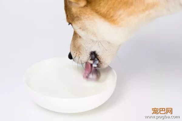 2018也要吃最精致的零食，做最精致的狗-7.jpeg