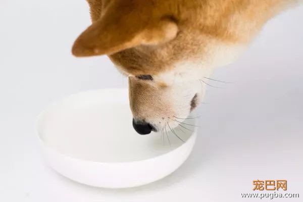 2018也要吃最精致的零食，做最精致的狗-8.jpeg