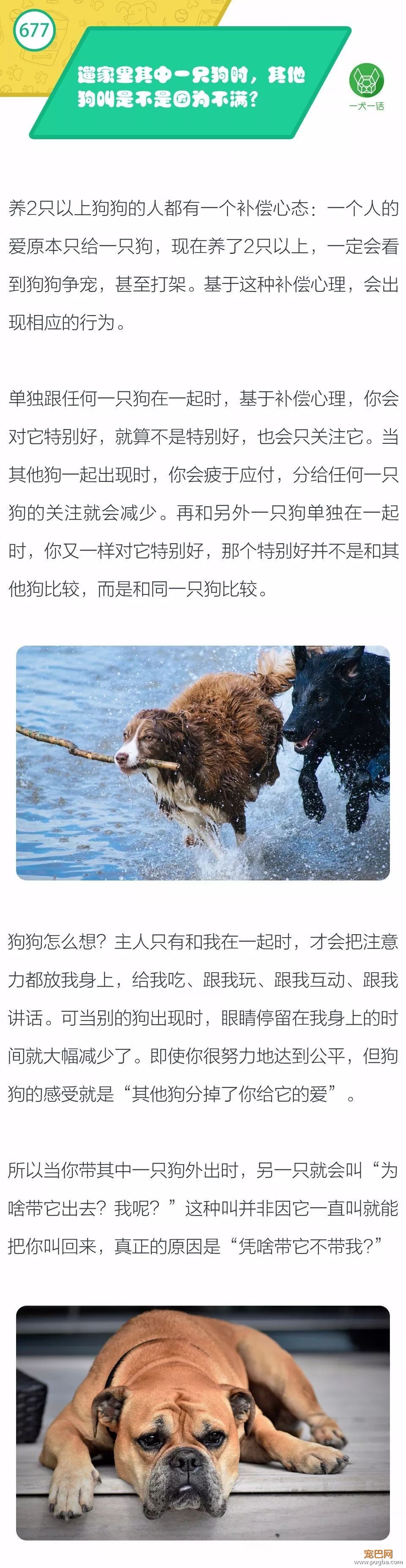 遛家里其中一只狗时，其他狗叫是不是因为不满？-1.jpeg