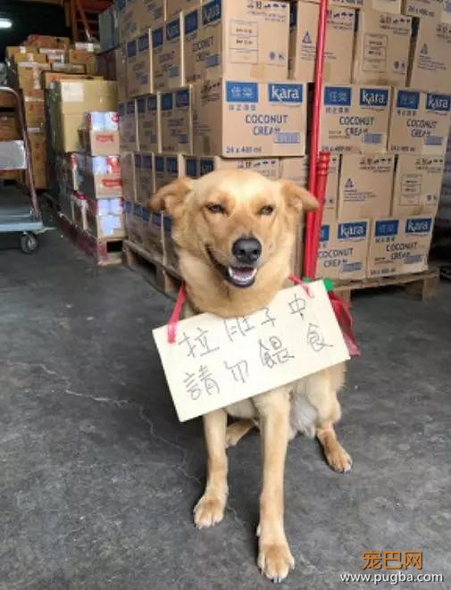 用心良苦的主人在狗砸身上挂了一块牌子，结果收到了这样的回复……-1.jpg