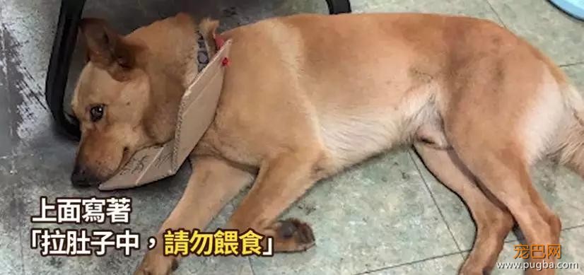 用心良苦的主人在狗砸身上挂了一块牌子，结果收到了这样的回复……-2.jpg