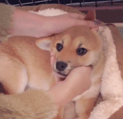 养狗的人vs不养狗的人，大概就是两个世界的吧-1.gif