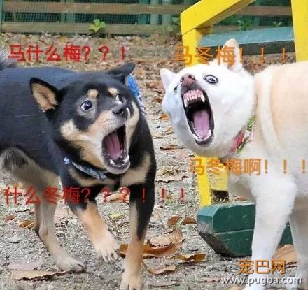 主人抓拍到两只狗狗奇葩的表情后，竟被网友神配词......-3.jpeg