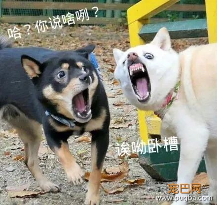 主人抓拍到两只狗狗奇葩的表情后，竟被网友神配词......-4.jpeg