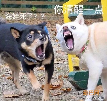 主人抓拍到两只狗狗奇葩的表情后，竟被网友神配词......-2.jpeg