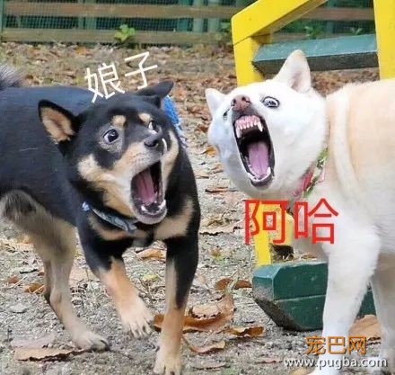 主人抓拍到两只狗狗奇葩的表情后，竟被网友神配词......-6.jpeg