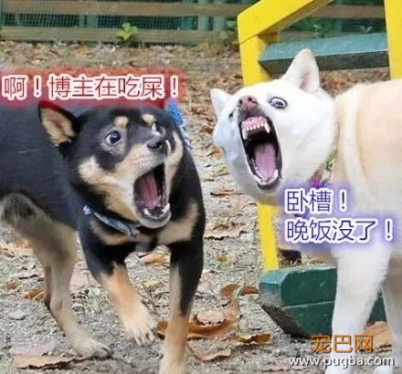 主人抓拍到两只狗狗奇葩的表情后，竟被网友神配词......-5.jpeg