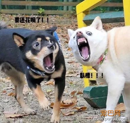 主人抓拍到两只狗狗奇葩的表情后，竟被网友神配词......-7.jpeg