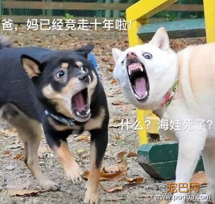 主人抓拍到两只狗狗奇葩的表情后，竟被网友神配词......-8.jpeg