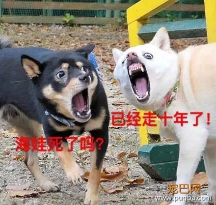 主人抓拍到两只狗狗奇葩的表情后，竟被网友神配词......-9.jpeg