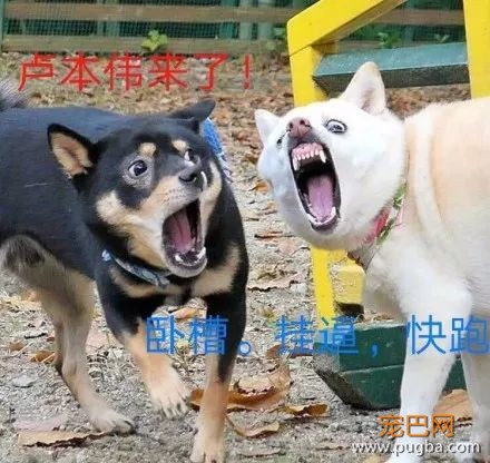 主人抓拍到两只狗狗奇葩的表情后，竟被网友神配词......-10.jpeg