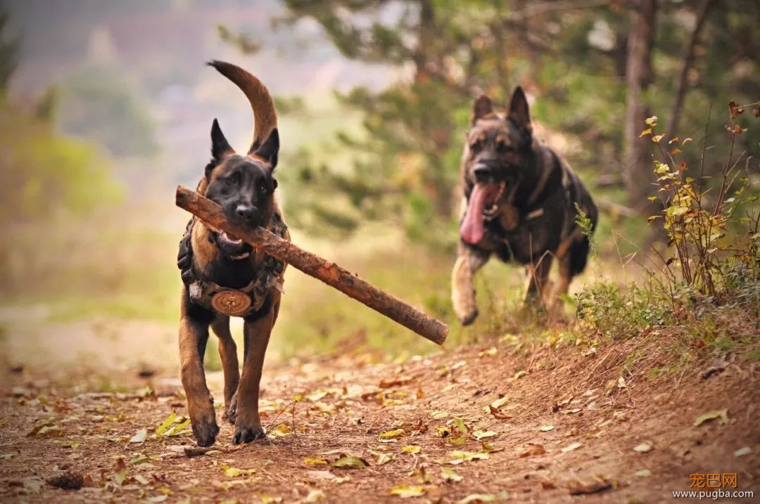 又有人买狗被骗……正规犬舍是时候为自己正名了！-5.jpeg