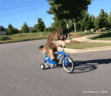 又有人买狗被骗……正规犬舍是时候为自己正名了！-7.gif