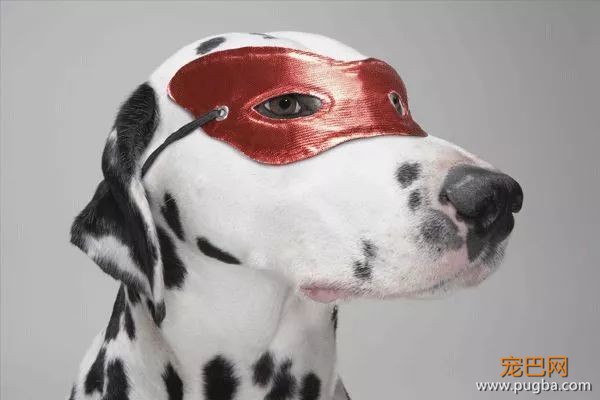 从德牧到柴犬，这16年里哪些狗狗成了网红狗？-3.jpeg