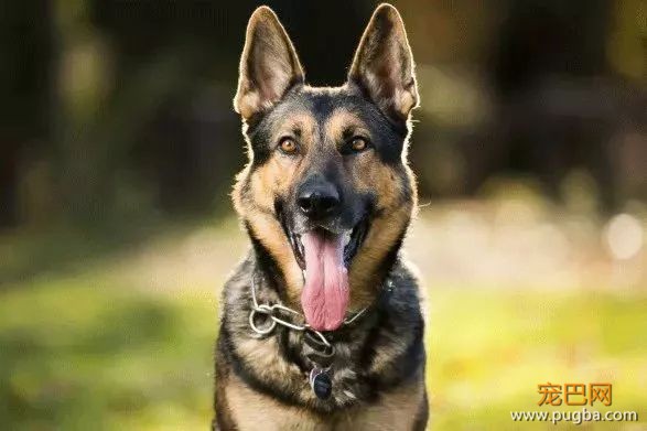 从德牧到柴犬，这16年里哪些狗狗成了网红狗？-1.jpeg