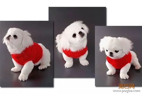 从德牧到柴犬，这16年里哪些狗狗成了网红狗？-7.jpeg