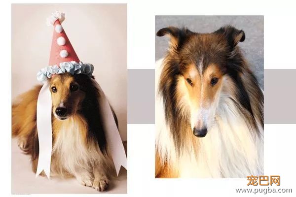 从德牧到柴犬，这16年里哪些狗狗成了网红狗？-9.jpeg