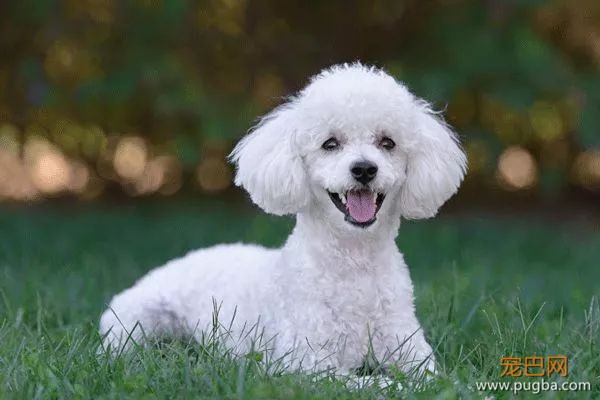 从德牧到柴犬，这16年里哪些狗狗成了网红狗？-8.jpeg