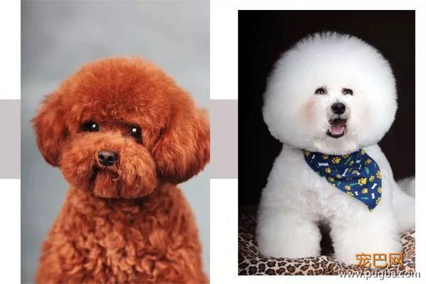 从德牧到柴犬，这16年里哪些狗狗成了网红狗？-13.jpeg