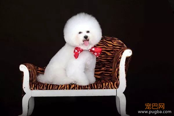 从德牧到柴犬，这16年里哪些狗狗成了网红狗？-15.jpeg