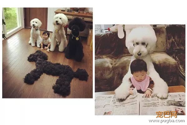 从德牧到柴犬，这16年里哪些狗狗成了网红狗？-12.jpeg