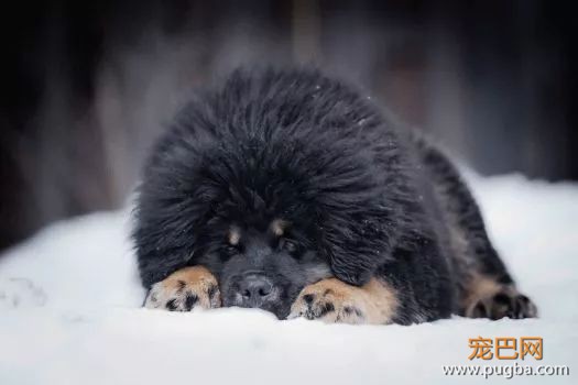 从德牧到柴犬，这16年里哪些狗狗成了网红狗？-16.jpeg