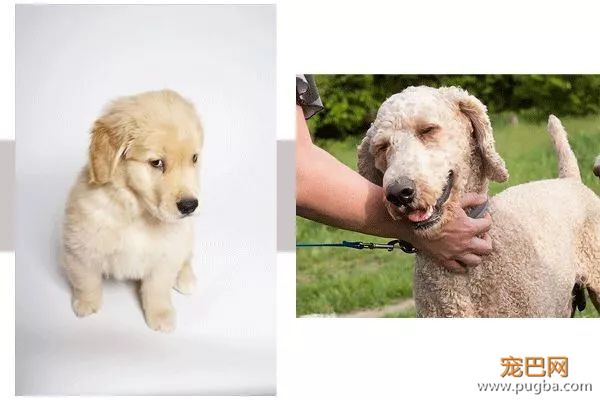 从德牧到柴犬，这16年里哪些狗狗成了网红狗？-10.jpeg