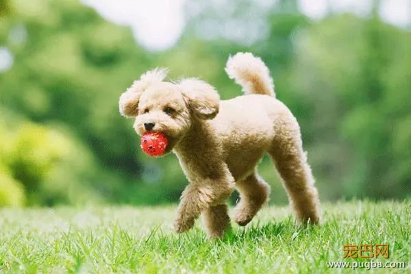 从德牧到柴犬，这16年里哪些狗狗成了网红狗？-14.jpeg