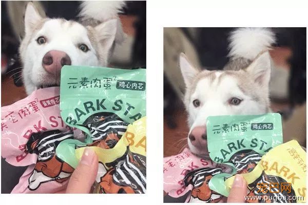 从德牧到柴犬，这16年里哪些狗狗成了网红狗？-19.jpeg