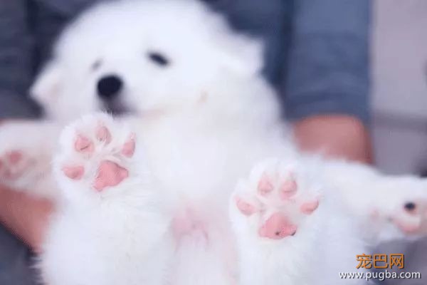 从德牧到柴犬，这16年里哪些狗狗成了网红狗？-21.jpeg