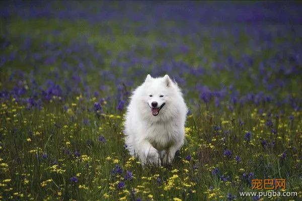 从德牧到柴犬，这16年里哪些狗狗成了网红狗？-20.jpeg