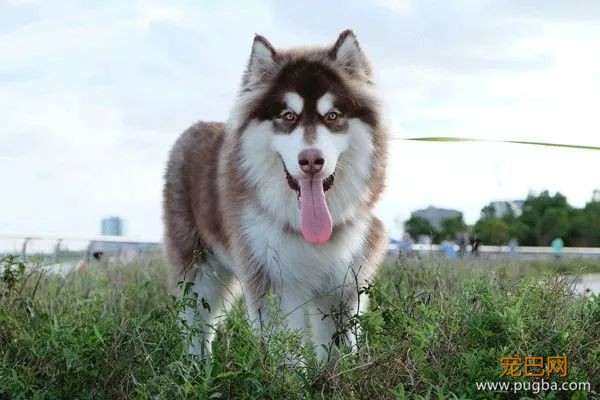 从德牧到柴犬，这16年里哪些狗狗成了网红狗？-22.jpeg