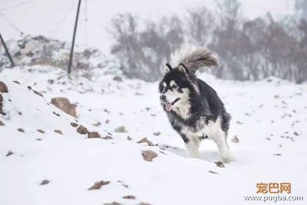 从德牧到柴犬，这16年里哪些狗狗成了网红狗？-23.jpeg