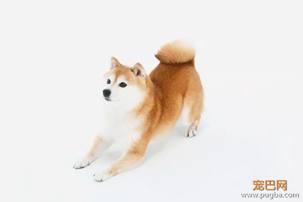 从德牧到柴犬，这16年里哪些狗狗成了网红狗？-27.jpeg