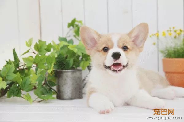 从德牧到柴犬，这16年里哪些狗狗成了网红狗？-24.jpeg