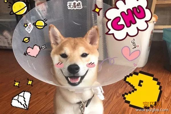 从德牧到柴犬，这16年里哪些狗狗成了网红狗？-29.jpeg