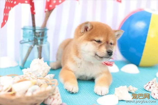 从德牧到柴犬，这16年里哪些狗狗成了网红狗？-28.jpeg
