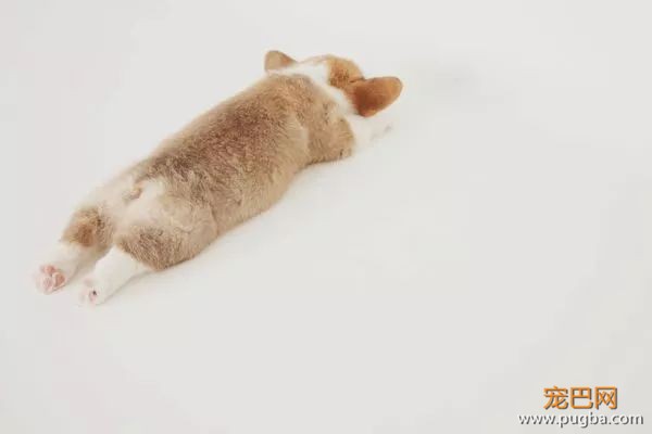 从德牧到柴犬，这16年里哪些狗狗成了网红狗？-25.jpeg