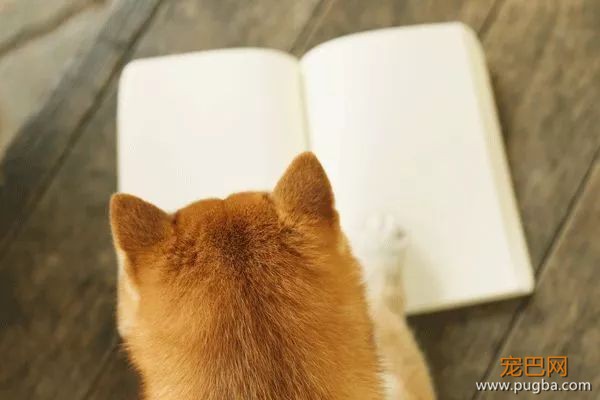 从德牧到柴犬，这16年里哪些狗狗成了网红狗？-33.jpeg