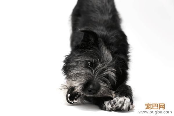 从德牧到柴犬，这16年里哪些狗狗成了网红狗？-32.jpeg