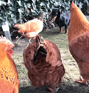 这只养鸡场长大的狗，成了一群鸡鸭的妈-1.gif