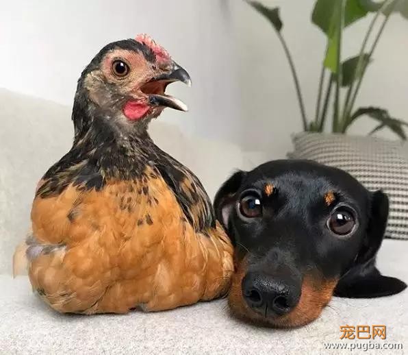 这只养鸡场长大的狗，成了一群鸡鸭的妈-4.jpg