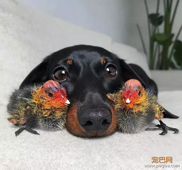 这只养鸡场长大的狗，成了一群鸡鸭的妈-3.jpg