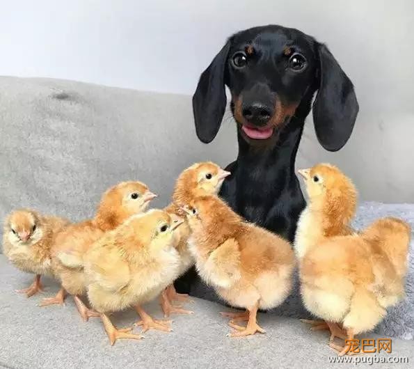 这只养鸡场长大的狗，成了一群鸡鸭的妈-2.jpg