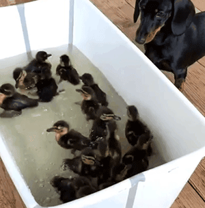这只养鸡场长大的狗，成了一群鸡鸭的妈-7.gif