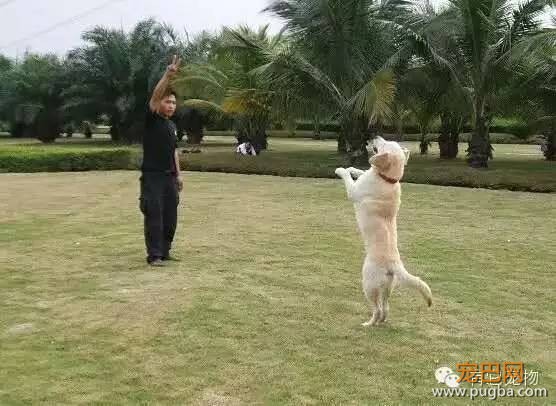 如何训练狗狗站立-1.jpeg