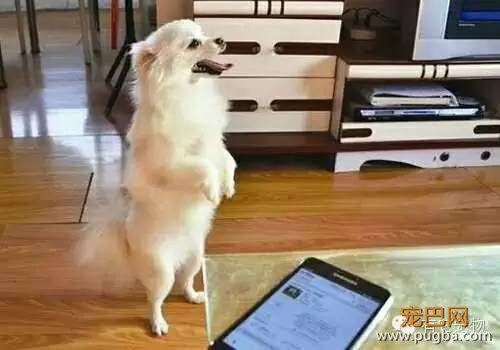 如何训练狗狗站立-2.jpeg